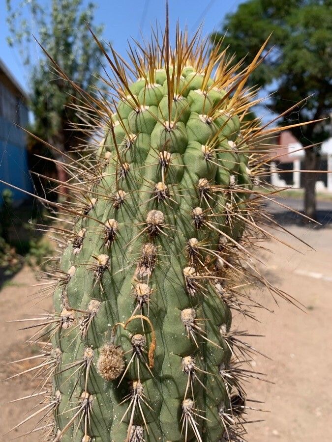 Browningia hertlingiana bark