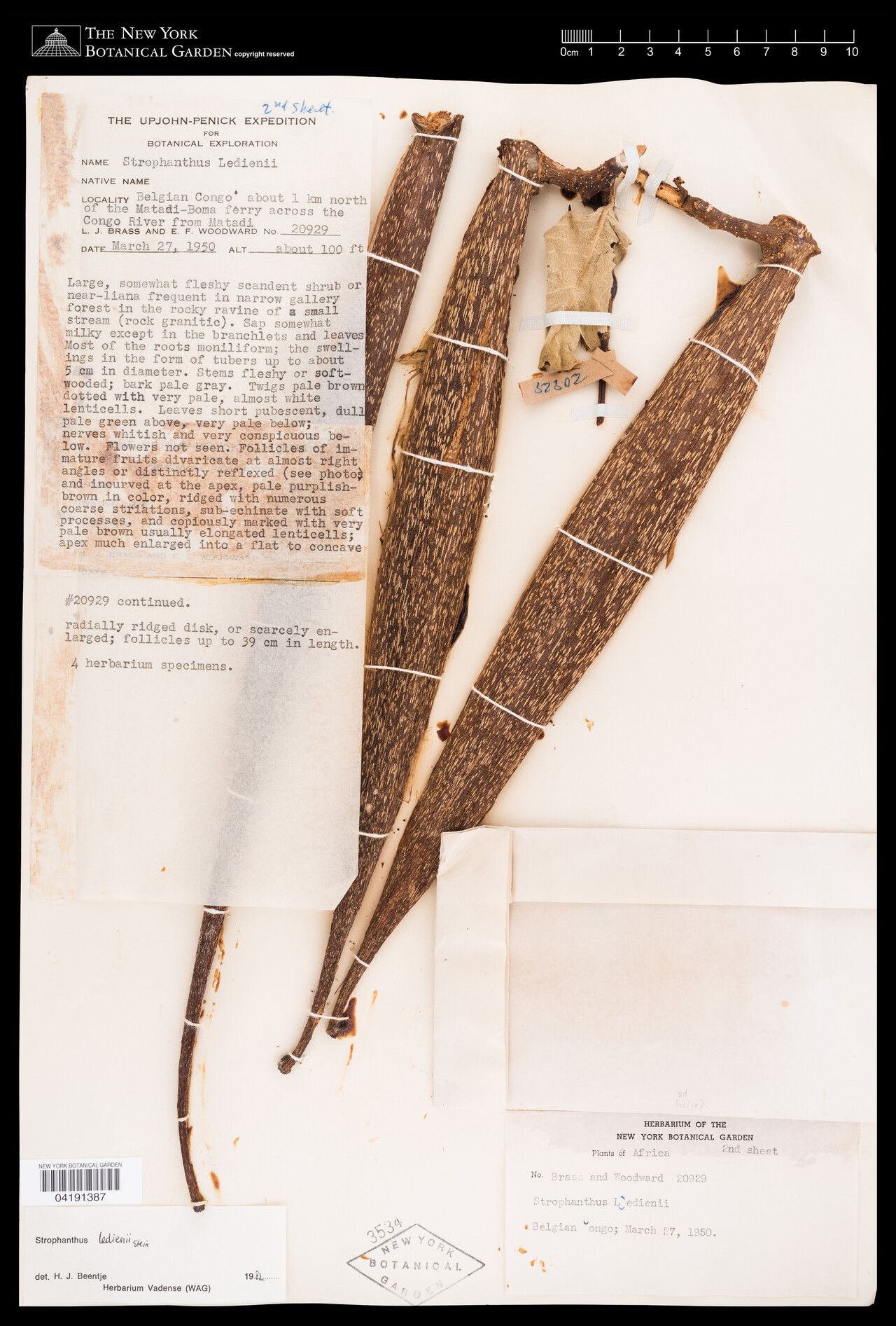 Strophanthus ledienii — houseplant care guide