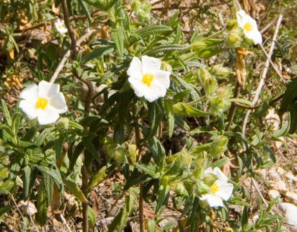 Cistus monspeliensis flower