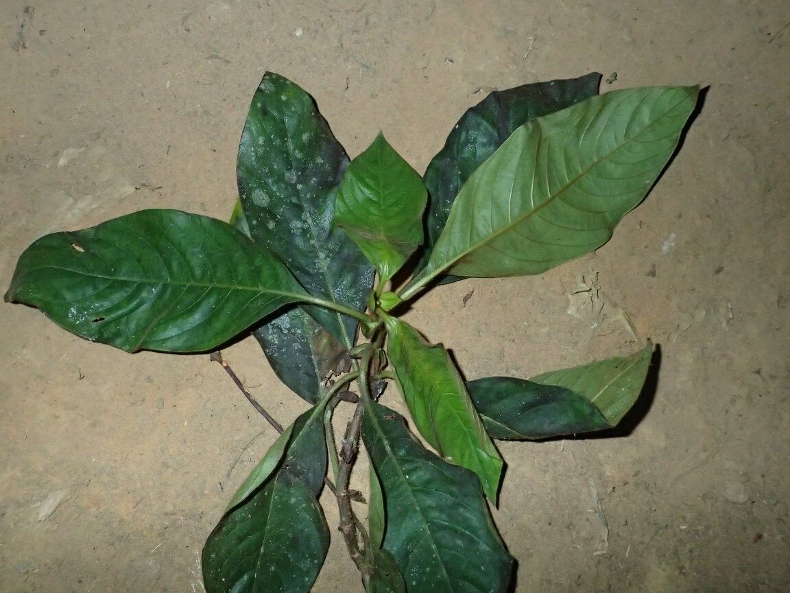 Sabicea desseinii — houseplant care guide