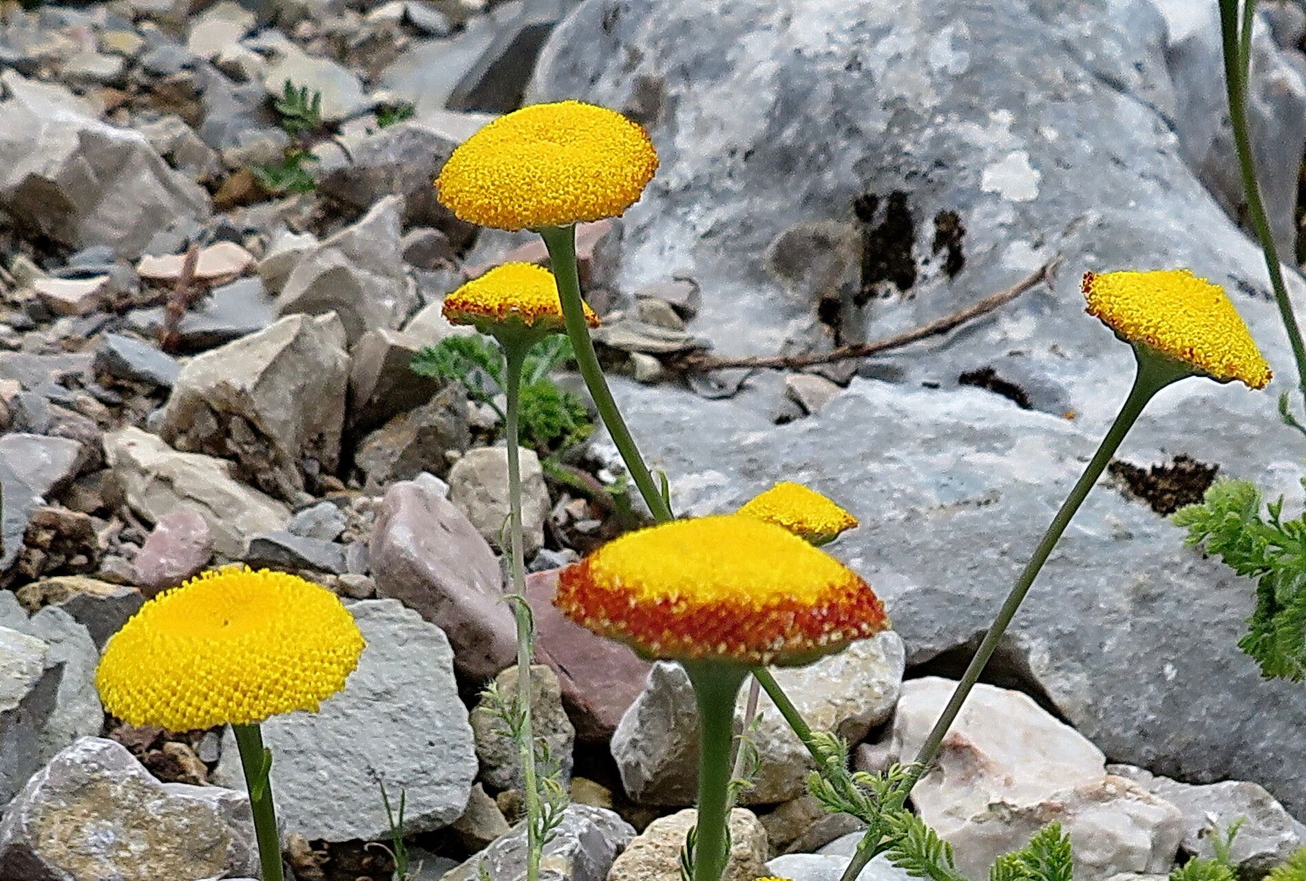 Cotula socialis flower