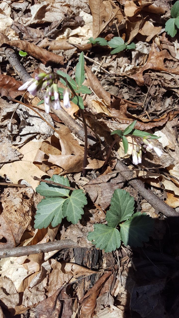 Cardamine angustata — search result for 'Cardamine'