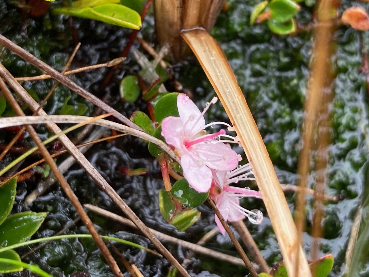 Myrteola nummularia flower
