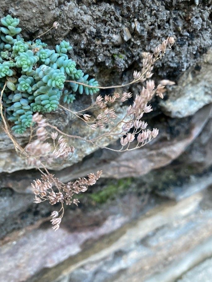 Sedum dasyphyllum fruit