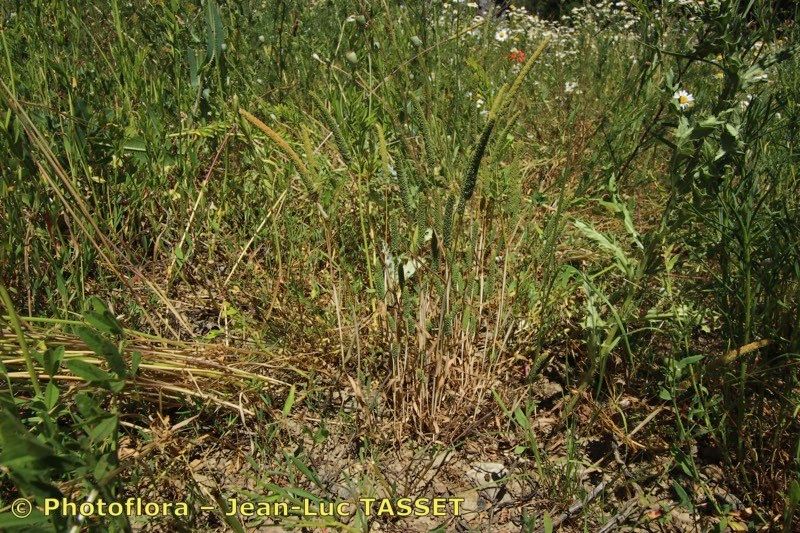 Phleum paniculatum habit