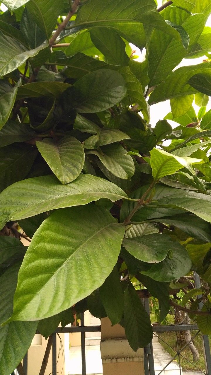 Beaumontia grandiflora — search result for 'Nepal'