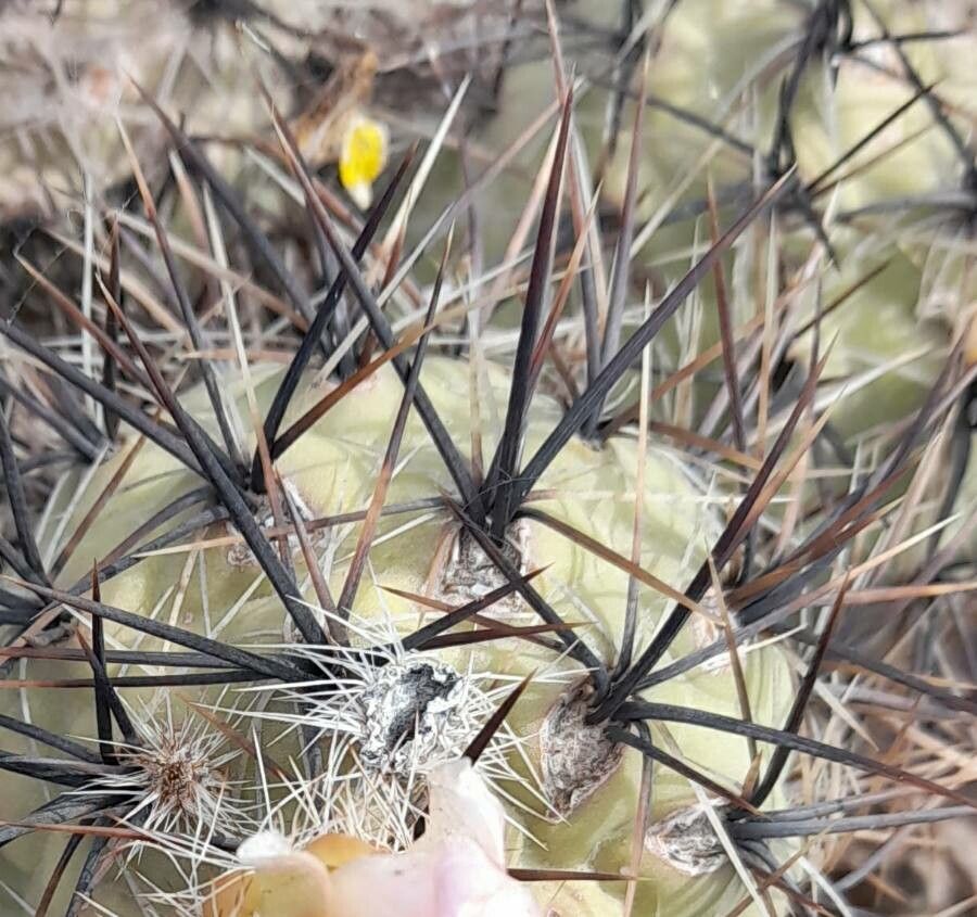 Tephrocactus alexanderi bark