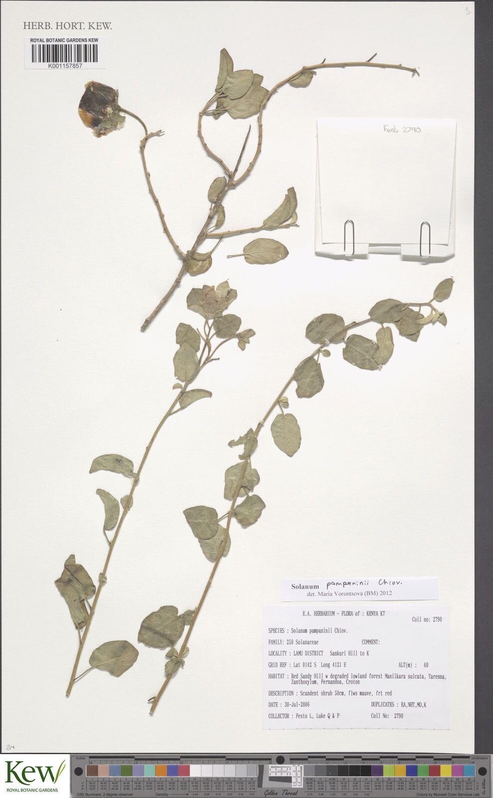 Solanum pampaninii — houseplant care guide