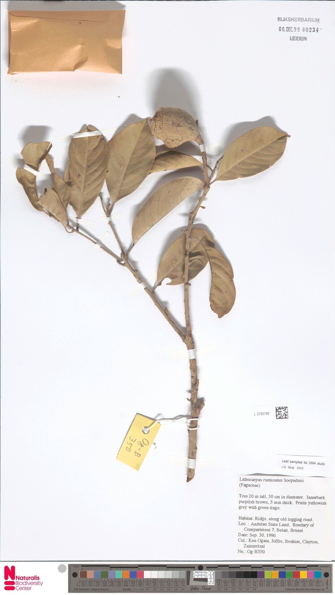Lithocarpus ruminatus — search result for 'Lithocarpus'