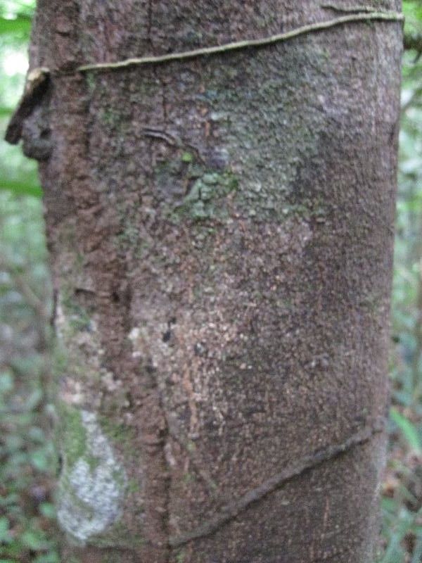 Ouratea melinonii bark
