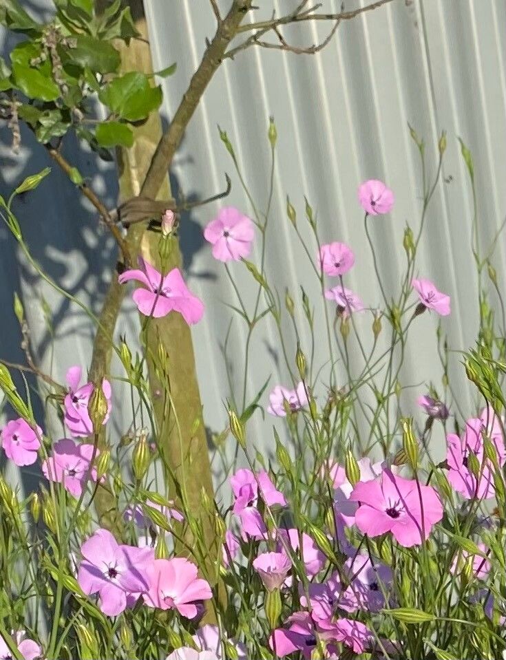 Eudianthe coeli-rosa flower