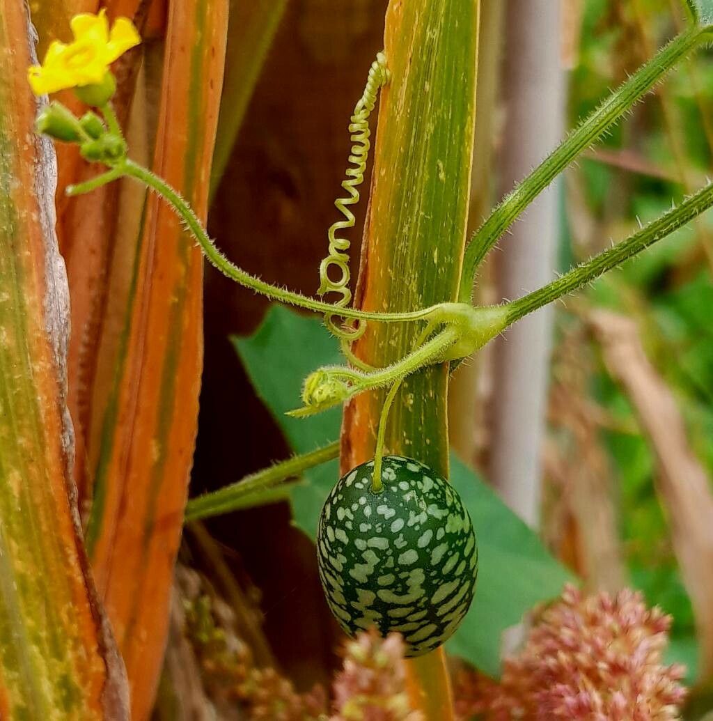 Melothria scabra fruit