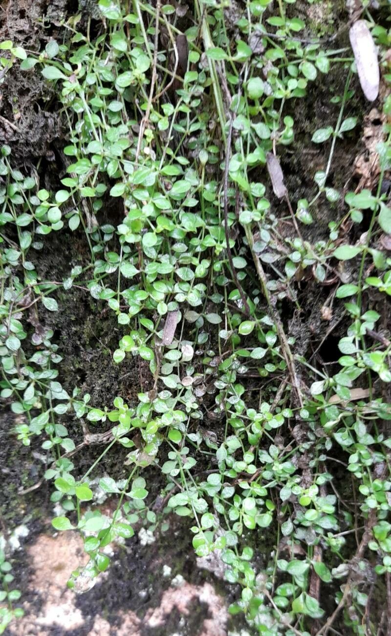 Callitriche deflexa habit