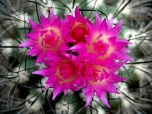 Eriosyce nigrihorrida — houseplant care guide