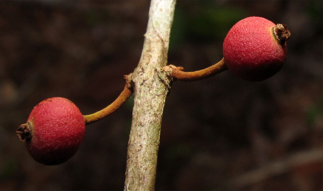 Eugenia ramiflora fruit