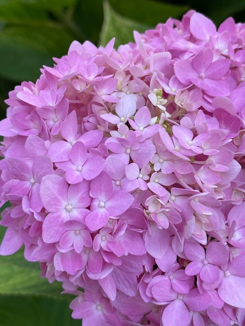 Hydrangea spp. flower