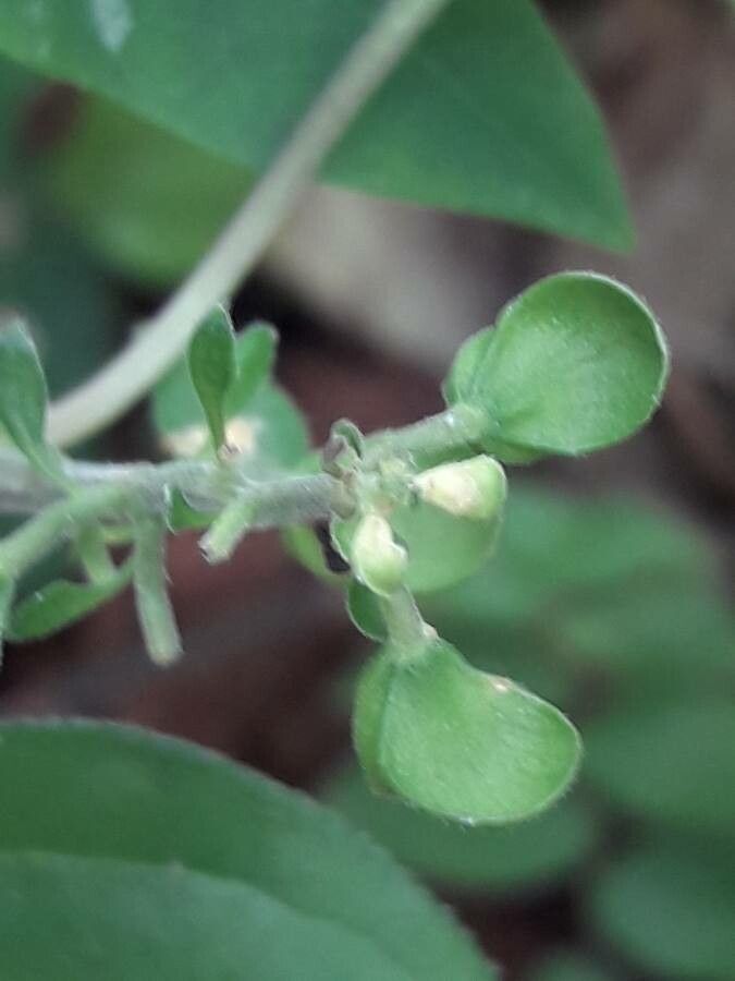 Scutellaria purpurascens flower
