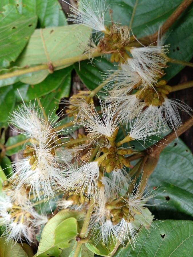 Inga oerstediana flower