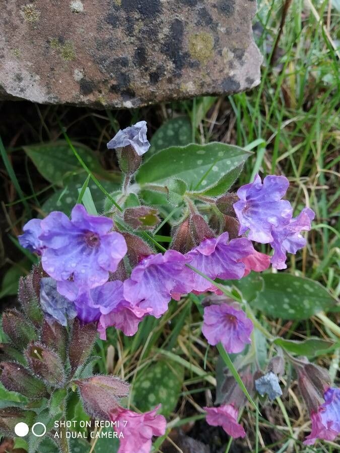 Pulmonaria vallarsae flower