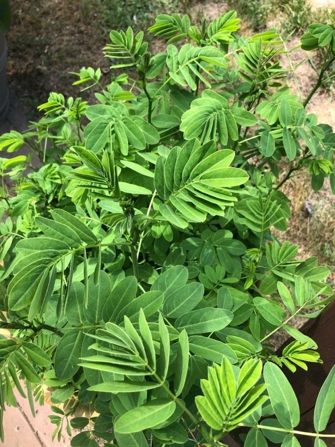 Senna hebecarpa leaf