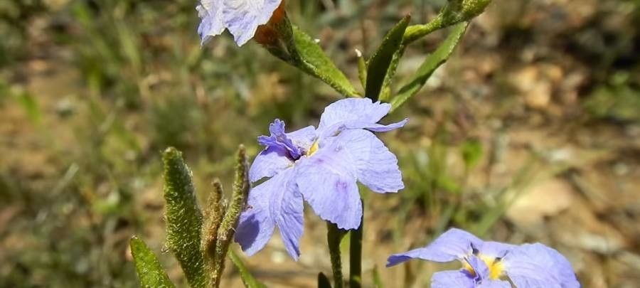Dampiera stricta flower