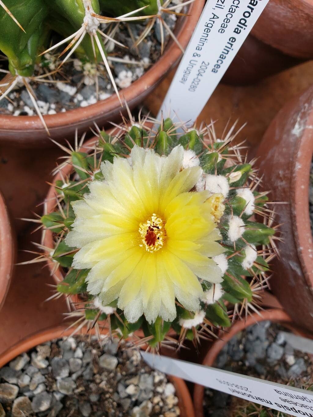 Parodia erinaceus flower