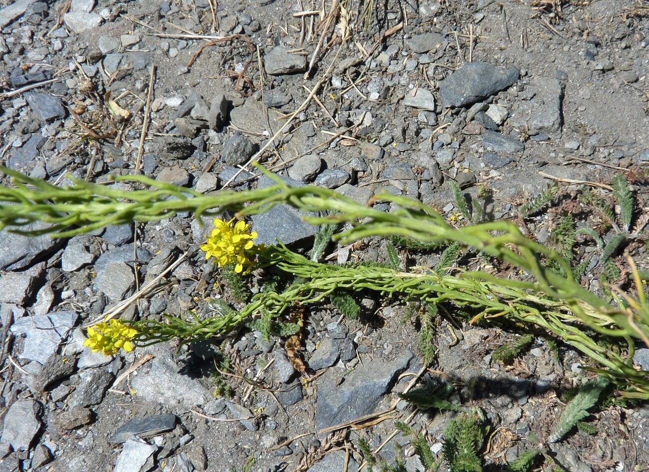 Sisymbrium austriacum fruit