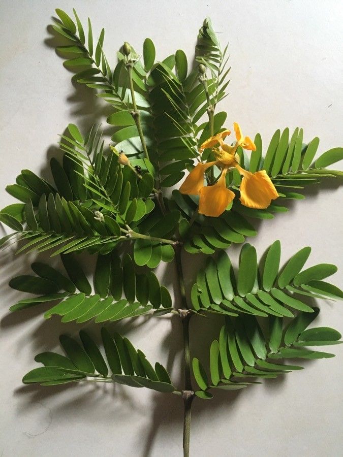 Bulnesia arborea habit