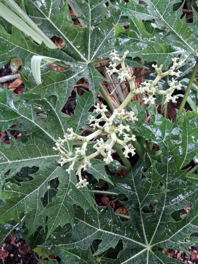 Cnidoscolus aconitifolius fruit