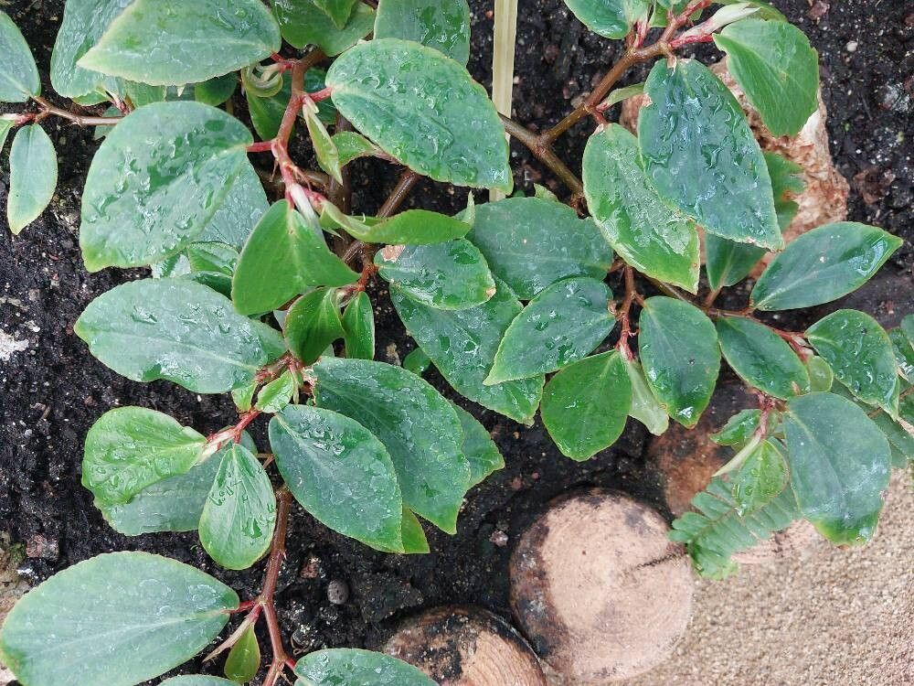 Begonia holtonis leaf