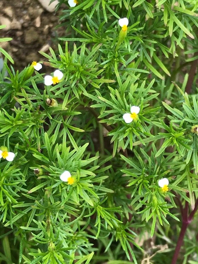Tagetes foeniculacea flower
