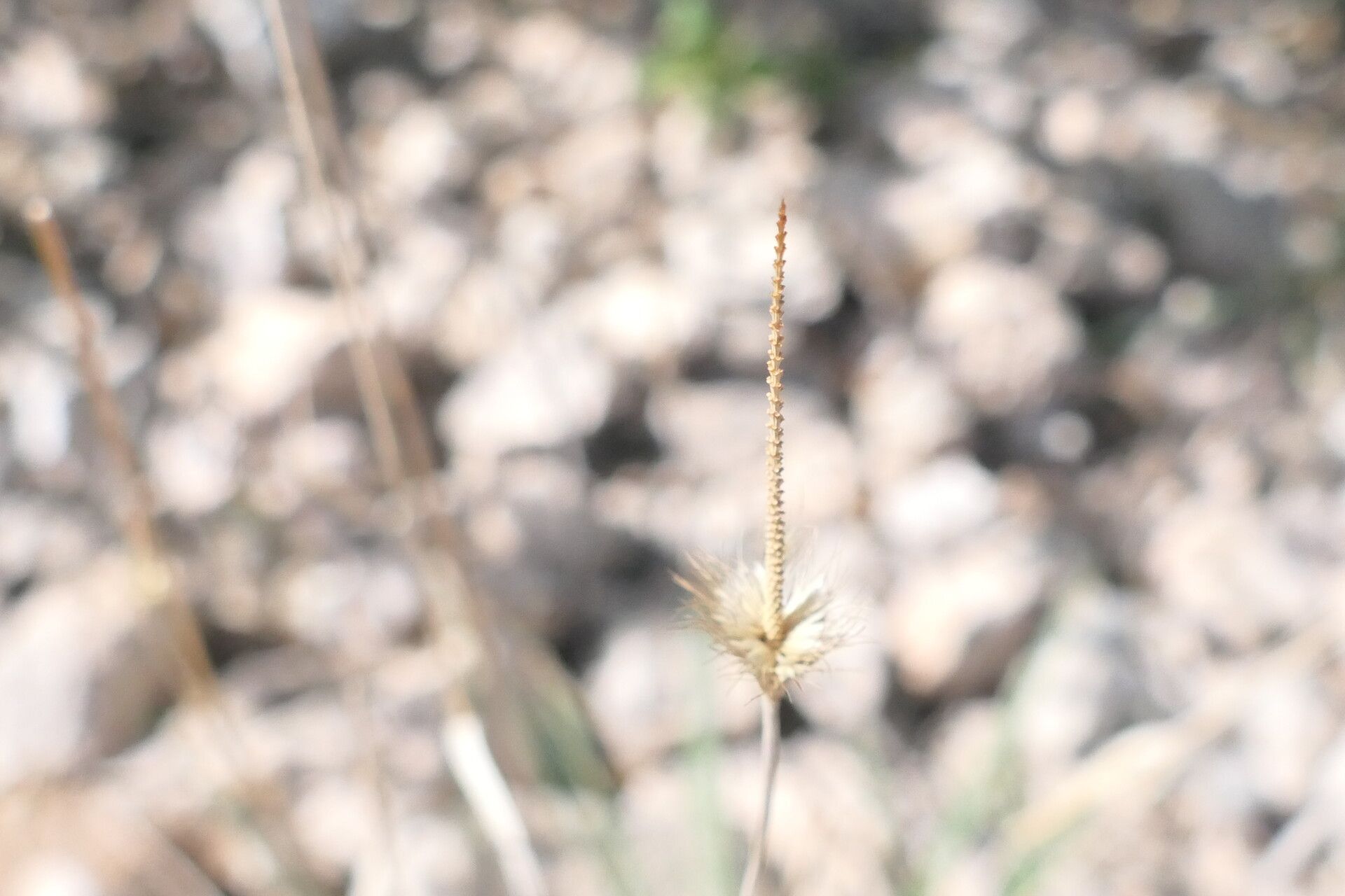 Fingerhuthia africana flower