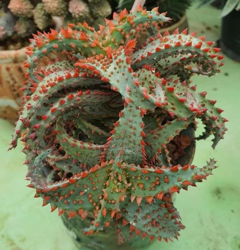 Aloe castilloniae — houseplant care guide