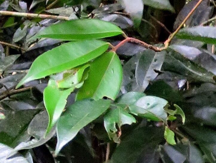 Protium attenuatum — houseplant care guide