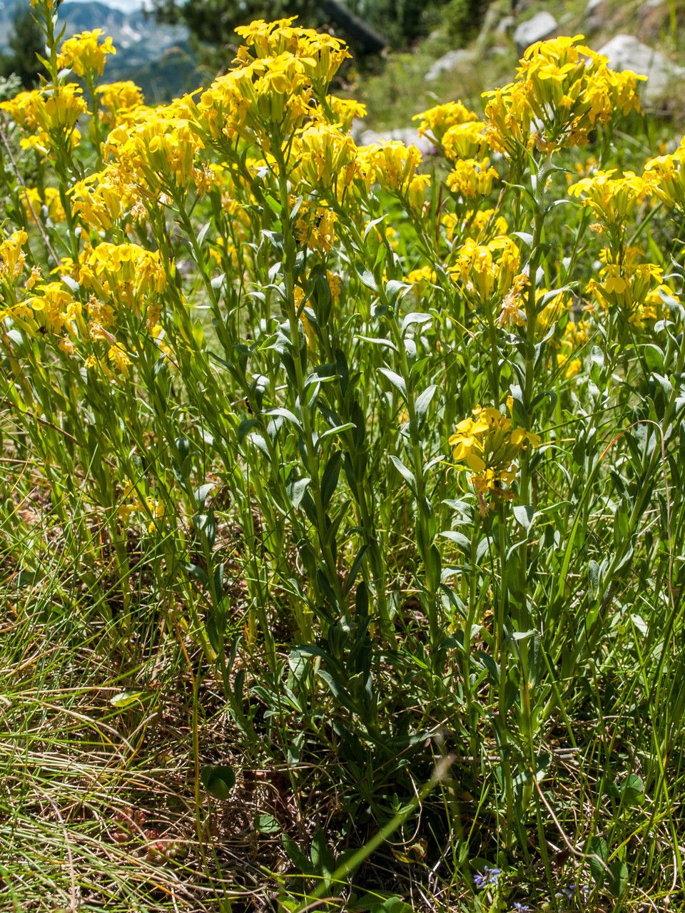 Erysimum drenowskii habit