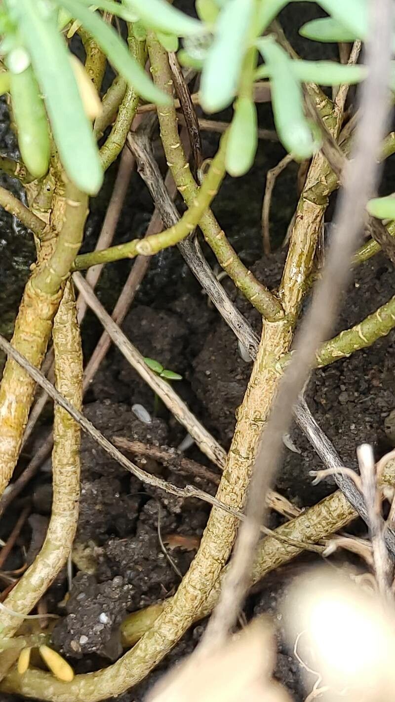 Aethionema speciosum bark