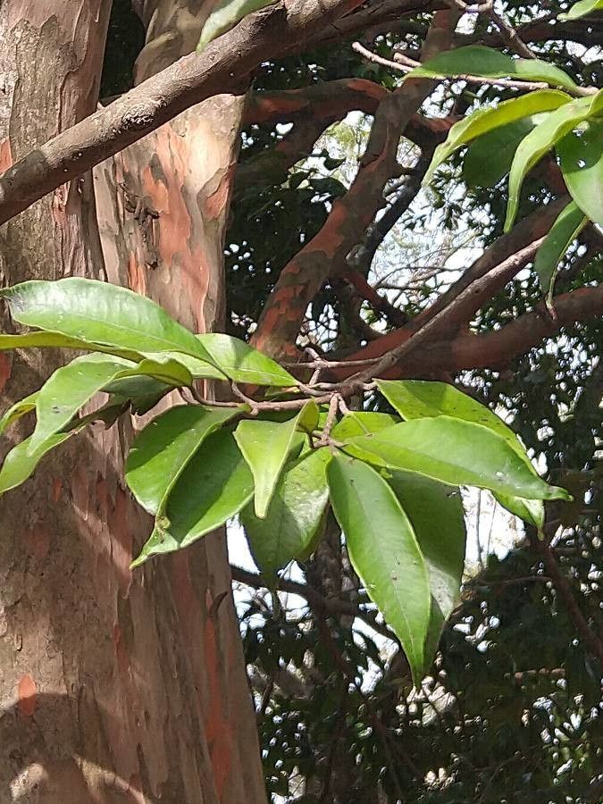 Pradosia huberi — related species from the same genus