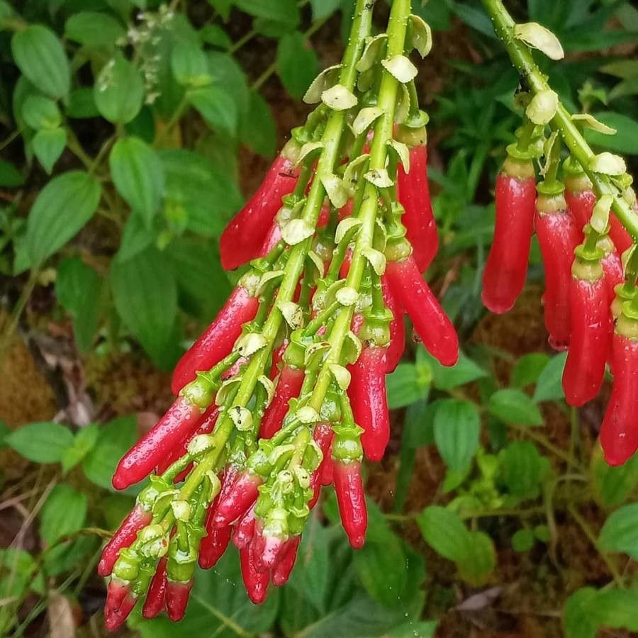 Cavendishia aberrans — related species from the same genus