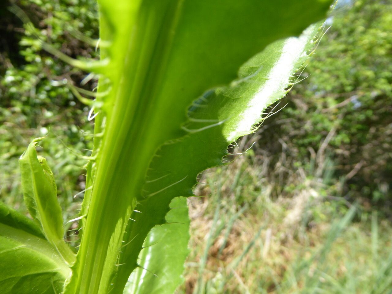 Cirsium monspessulanum leaf