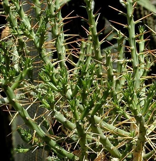 Cylindropuntia caribaea — houseplant care guide