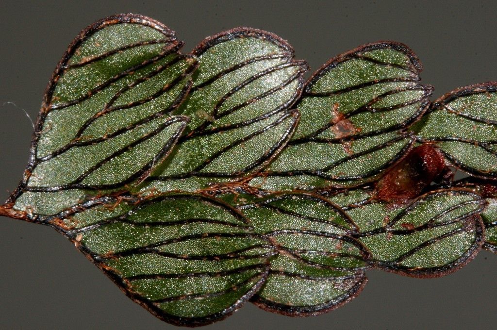 Hymenophyllum rolandi-principis leaf