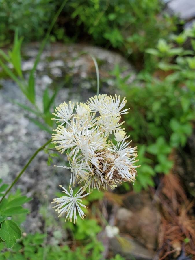 Thalictrum pubescens flower