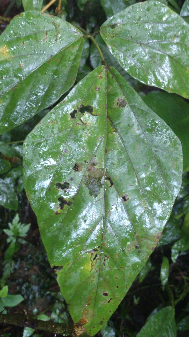 Erythrina gibbosa leaf