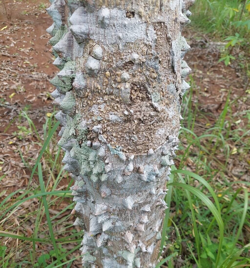 Zanthoxylum rhetsa bark
