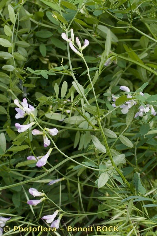 Vicia altissima habit