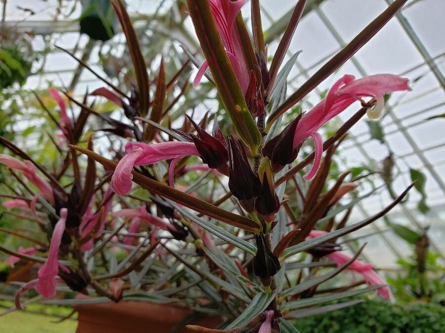 Columnea linearis flower