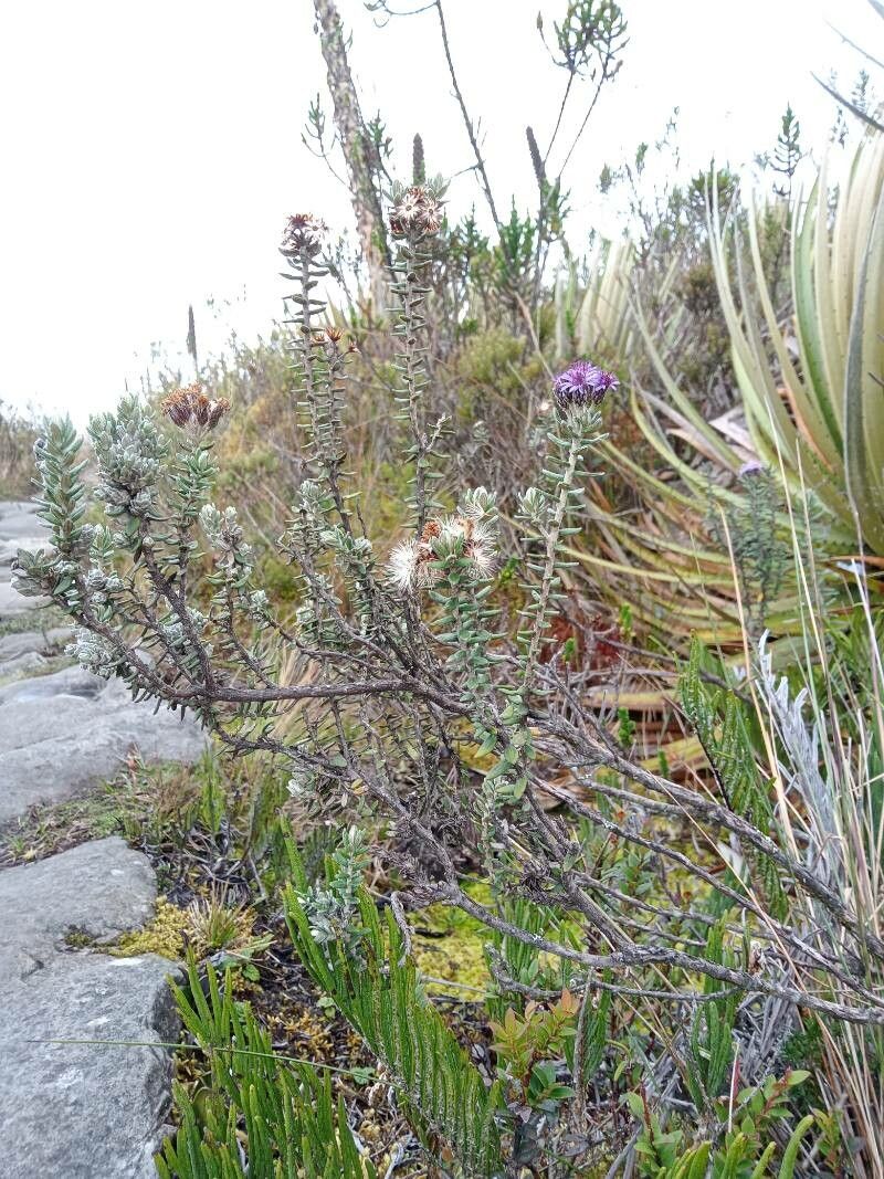 Diplostephium phylicoides habit