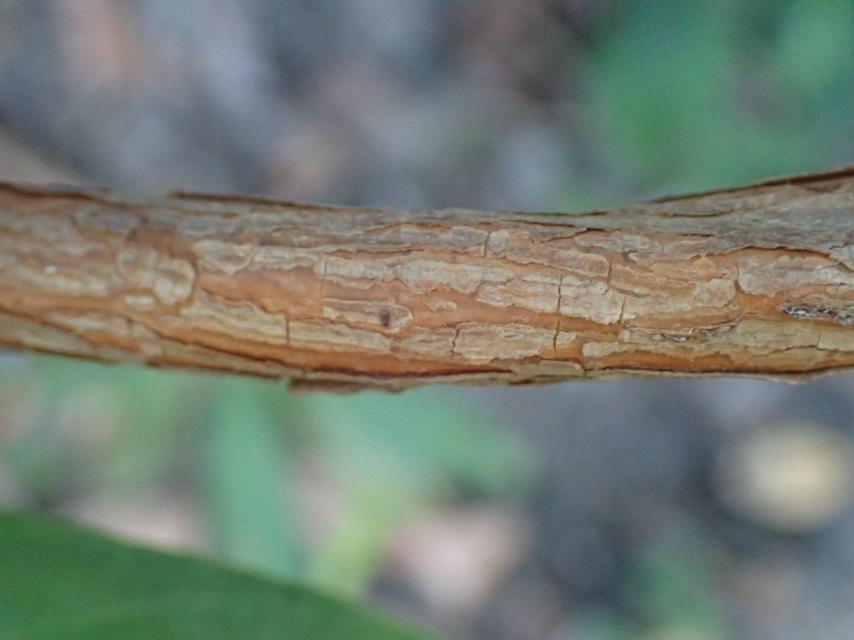 Tetracera alnifolia bark