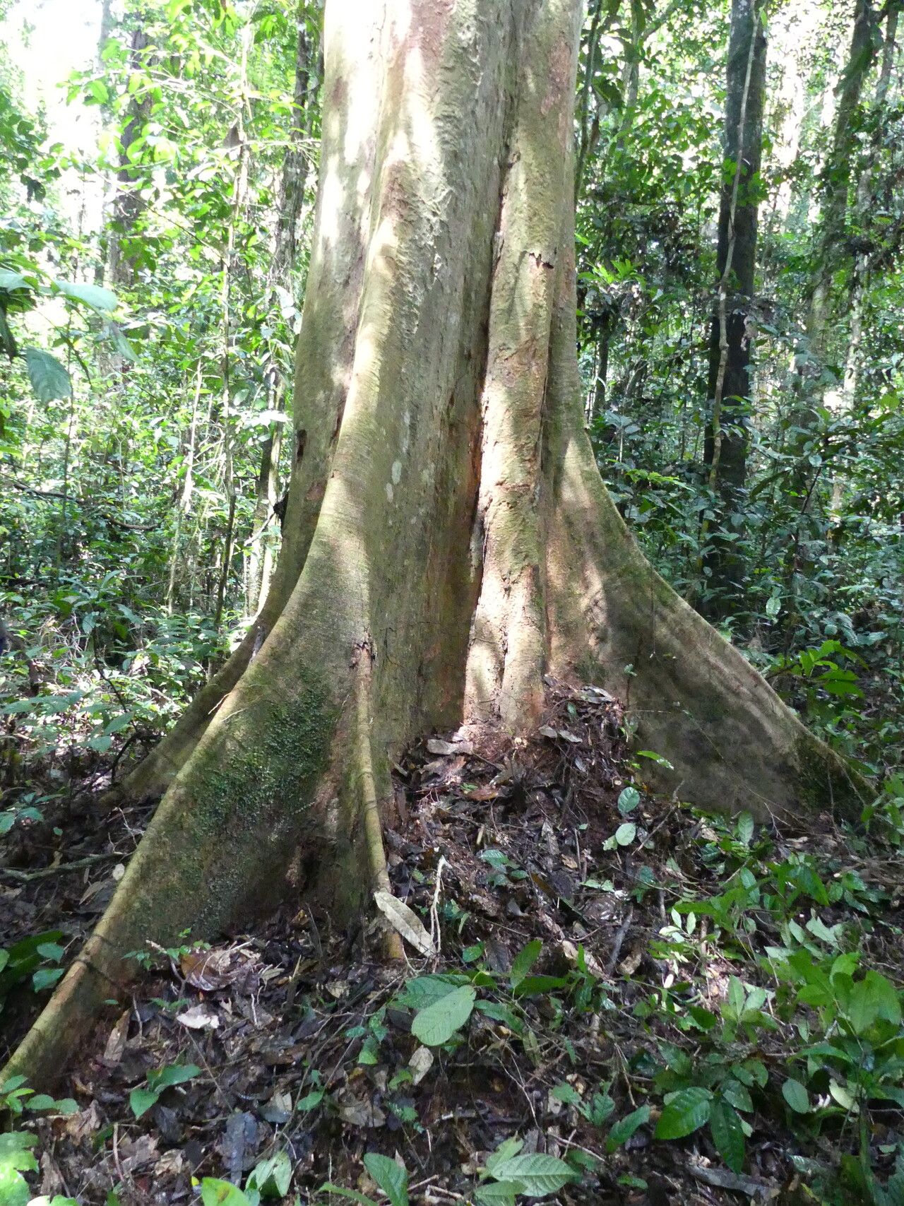 Cynometra hankei bark
