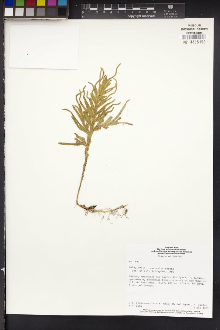 Selaginella amazonica